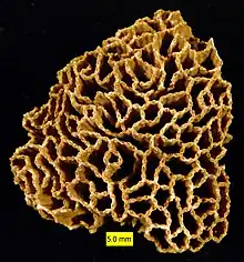 Halysites was a Tabulate coral, an extinct group that lived through the Paleozoic