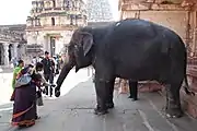 Temple elephant of Virupaksha Temple, Lakshmi