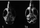 Skull on black background. Viewed from above on the left, with text "1"; viewed from below on the right, with text "1a".