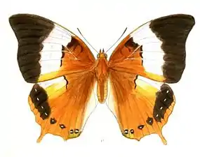 Female