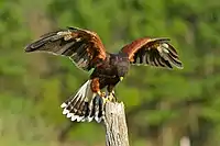 Harris's hawk at a licensed falconry centre, Ontario, Canada