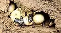 Clutch of eggs hatching