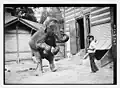 Hattie, the elephant and Bill Snyder c. 1913 at the Central Park Zoo