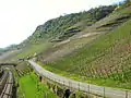 5. New vineyards with trellis wire fences after the old terraces were cleared in Hatzenporter Kirchberg