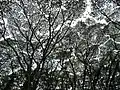 Albizia trees are a seriously invasive species throughout the District of Puna, as evidenced by this picture near the "Tree Tunnel" at Lava Tree State Park.