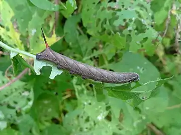 Caterpillar