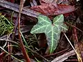 Ivy and willow leaves at the lake edge