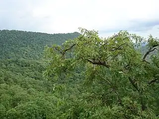 Flora of Kabirdham District