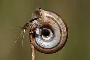 banded form, umbilical side