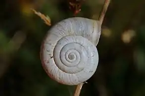 white form, apical side