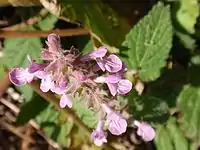 Stachys bullata