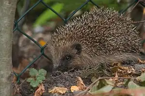 A hedgehog at night