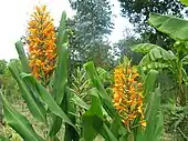 Hedychium 'Tara'