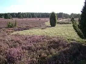 Heathland near Haußelberg