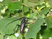 Male specimen