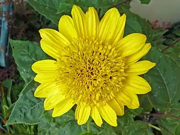 Helianthus decapetalus"Plenus"