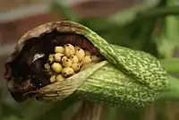 Fruits developing