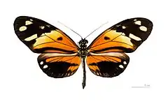 Heliconius numata numata, dorsal, MHNT