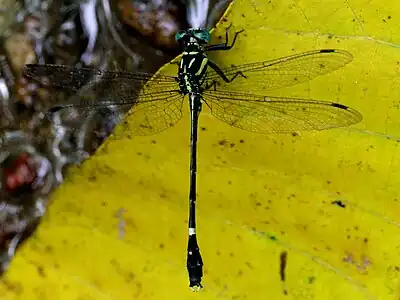 Heliogomphus promelas male