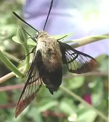 Snowberry clearwing (Hemaris diffinis), Lake Junaluska, North Carolina