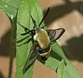 Hyaline patches on the wings of a hummingbird hawk-moth, the snowberry clearwing (Hemaris diffinis)