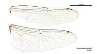 Female wings