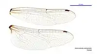 Female wings