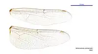 Male wings