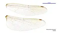 Female wings