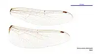 Male wings