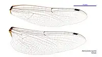 Female wings