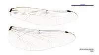 Male wings