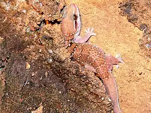 Dorsal view