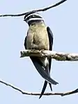 female, Malaysia - Panti Forest