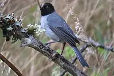 Black-headed hemispingus