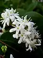 Close-up of small, scented, white flowers in late Summer / Early Autumn.