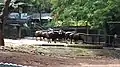 Herd of Indian Bisons in Thiruvananthapuram Zoo