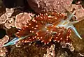 Hermissenda crassicornis found on Docks, rocks, and pilings.