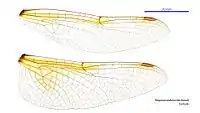 Female Hesperocordulia berthoudi wings