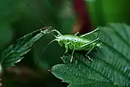 Tettigonia cantans, male nymph