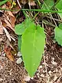 basal leaf detail of Hieracium hypochoeroides subsp. wiesbaurianiforme Greuter