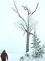 Snowshoe hiking at Higashitate-yama, January, 2009