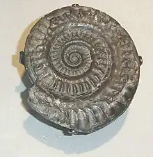 A group of spiral-shaped fossils