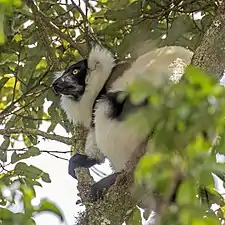 Hill's ruffed lemur maleVarecia variegata editorum