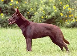 Red Australian Kelpie