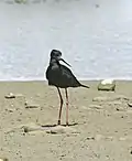 Black stilt