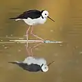 Pied stilt