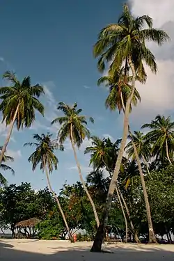 View of Jafana Park, A famous beach area in Himmafushi.