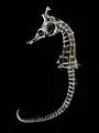 Crowned seahorse skeleton