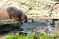 Hippopotamus in Thiruvananthapuram Zoo